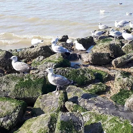 In Near The Sea, Cleaning Included * Koksijde